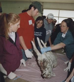 Dr. Beth Williams (upper right), a veterinarian from the University of Wyoming, gives a few instructions before students begin a postmortem examination of a coyote during a lab session. At left is Ingrid Drieling, vice president of the CSC Pre-Vet C