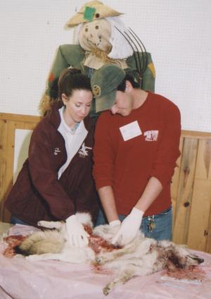 While a scarecrow looks over their shoulders, the president of the Pre-Vet Club at Chadron State College, Caitlin Urdahl and Zach Freeman, a pre-veterinary student at Colorado State University, complete a postmortem examination on a coyote.