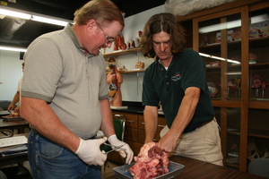 Two men dissecting a beef heart