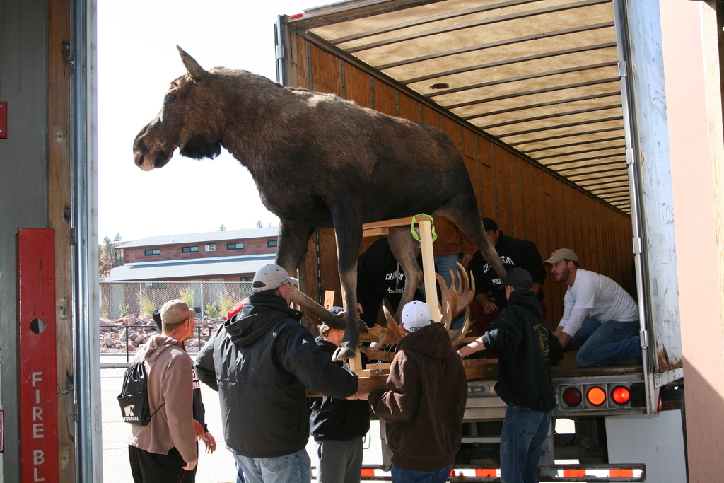 The bull moose that was donated to Chadron State College by Cabela's is moved from the truck.