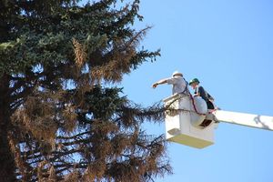 Tree specialists take samples of the branches