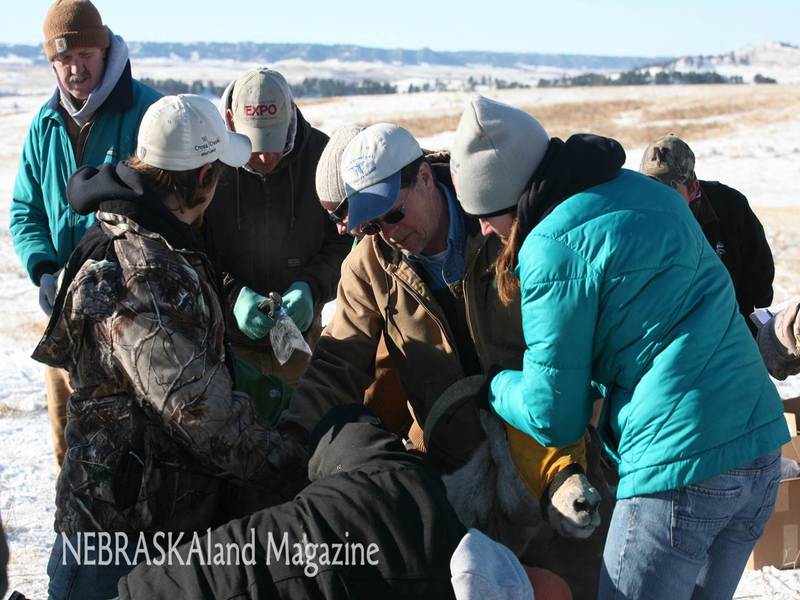 In March of 2013, Chadron State College students assisted with a bighorn sheep capture near Fort Robinson.