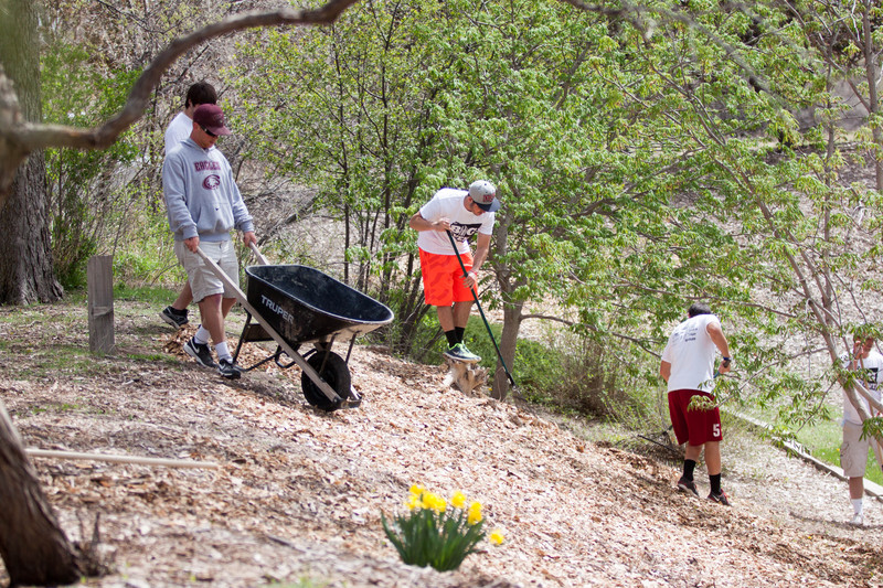 Members of the CSC football team spread wood chips at Wilson Park during the Big Event on April 26.