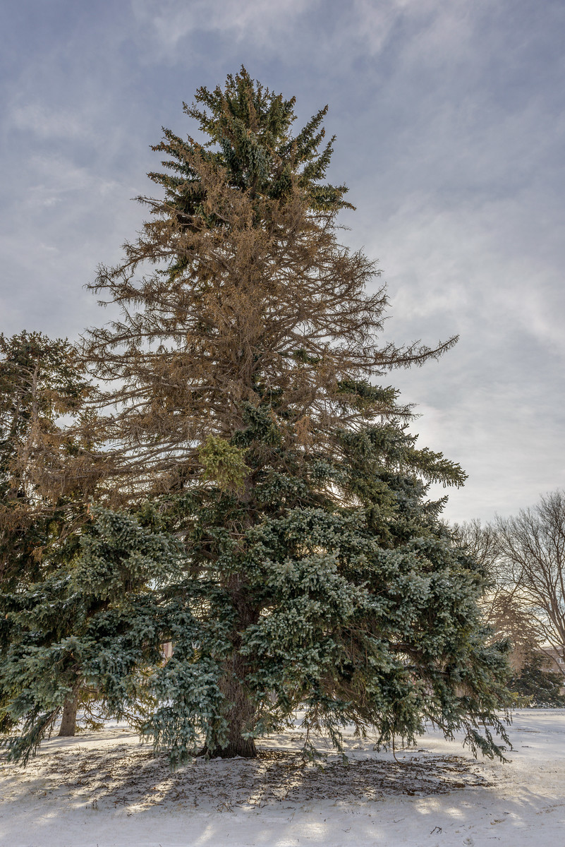 Chadron State College's retired champion Colorado blue spruce, just prior to its felling. The bright green section above the healthy blue needles and below the brown branches is a symptom of the aging and deterioration of the tree. (Photo by Daniel Binkard/Chadron State College)