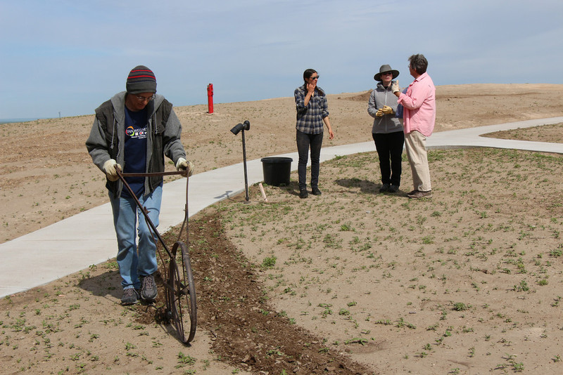 Volunteer Dewayne Gimeson uses an antique cultivator to till in a cover crop designed to help hold the clay soil in place north of the Chadron State College Coffee Agriculture Pavilion