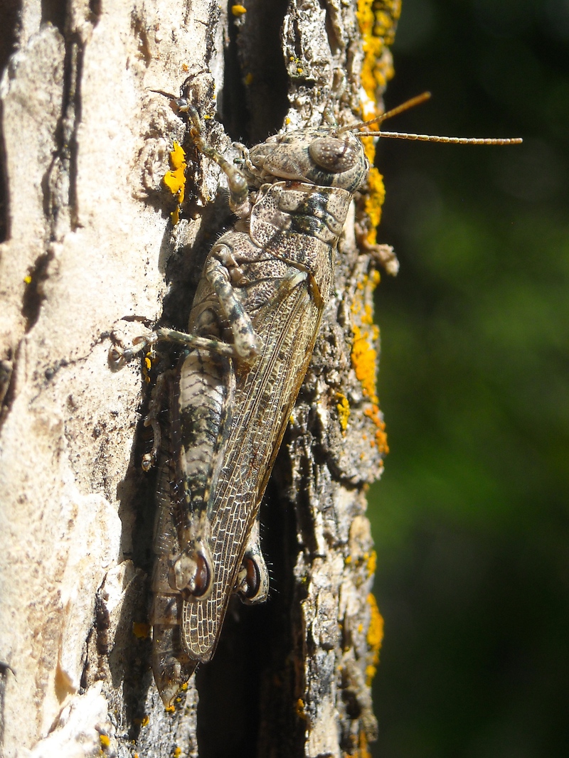 The grasshopper newly discovered.