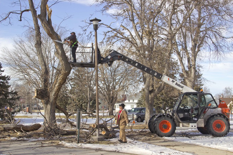 CSC crews trim trees on campus