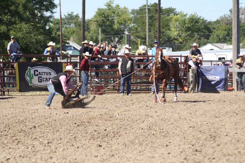 Chadron State cowboy Colby Anders ties his calf at the CSC rodeo this fall.