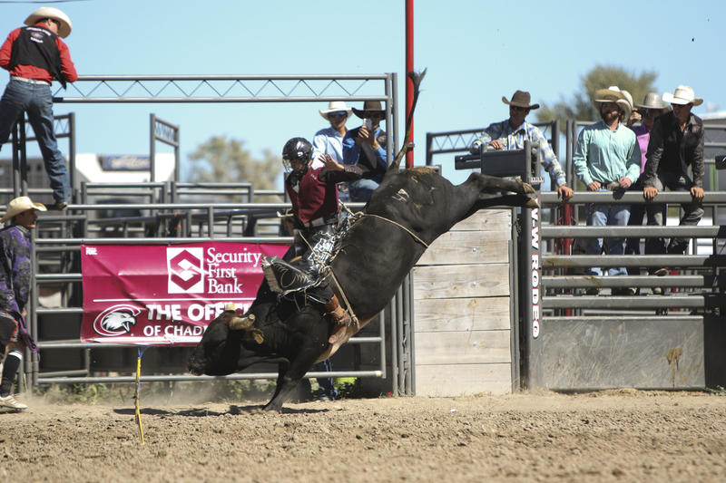 Chadron State College rodeo team member Dakota Rice riding a bull at the Cheyenne Rodeo.