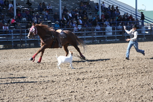 Shelby Wichell competing in goat tying