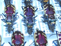 Specimens of big sand tiger beetle