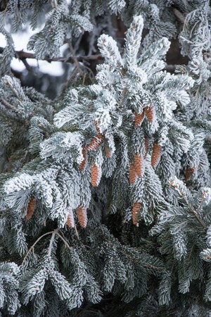 Tree with snow on it