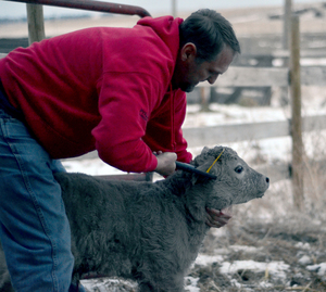 Travis Van Anne tags a bull calf