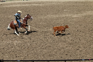 Prestyn Novak catches calf during rodeo