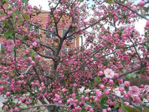 Brandywine crabapple blossoms near Crites Hall