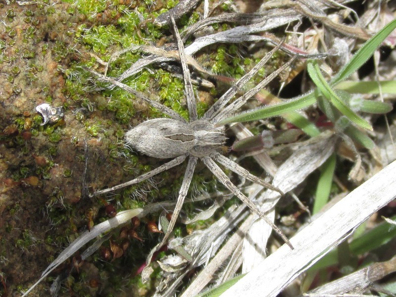 A variety of spiders, including this one, recorded on C-Hill during a bioblitz led by Dr. Matt Brust April 6, 2019.