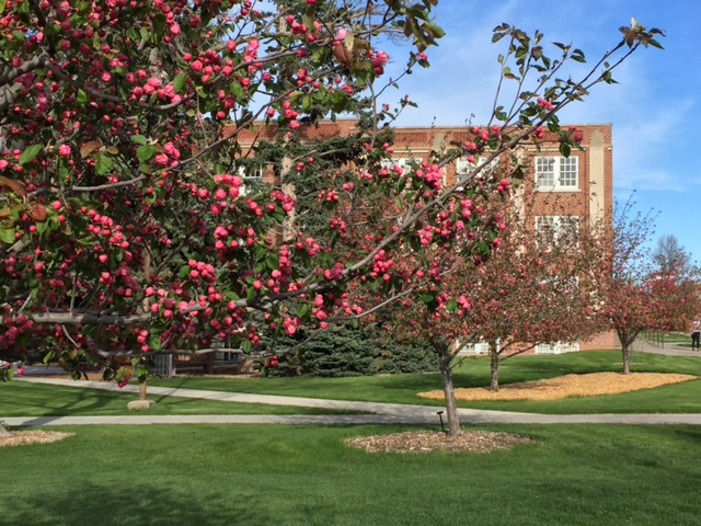 Brandywine crabapple blossoms west of Crites Hall