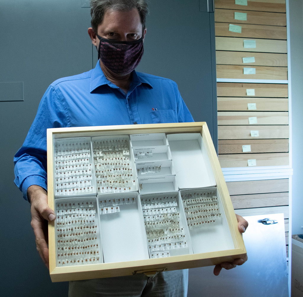 Dr. Mathew Brust, Professor, poses with a tray of insect specimens temporarily housed in Brooks Hall