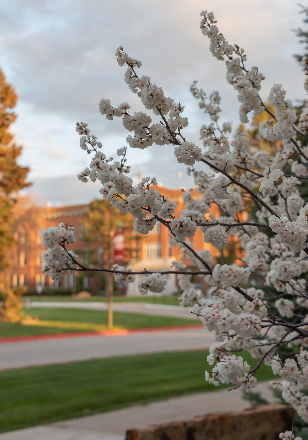 A crab apple tree flowering with Old Admin in the background.