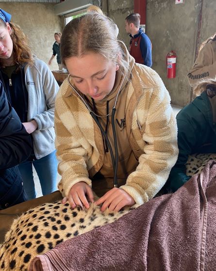 Woman in vet clinic with cheetah