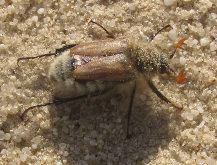 A close up of  beetle on sand