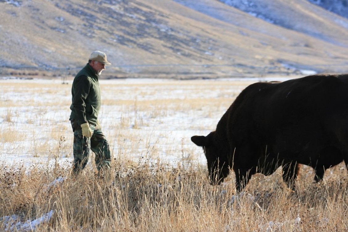 A man in a field with cattle