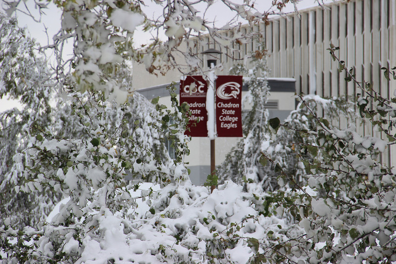 Tree branches and banners covered with snow