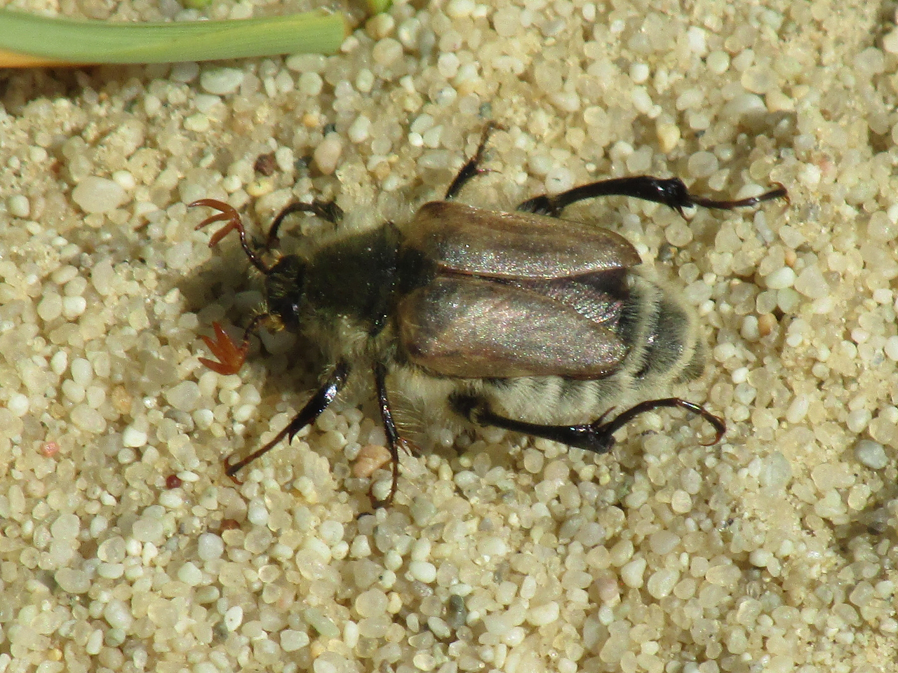 Close-up of an insect on sand