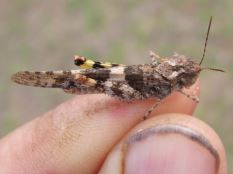 Grasshopper on a man's hand