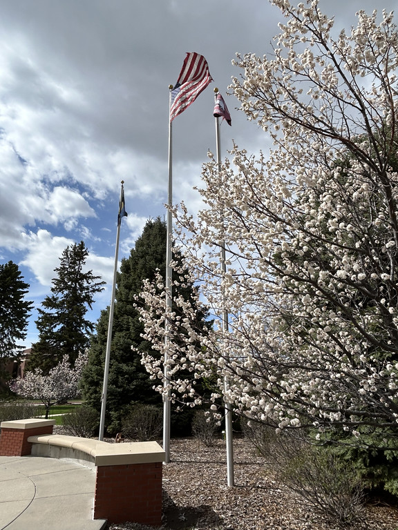 Flags and trees blooming