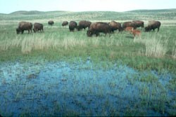 Bison grazing on the prairie