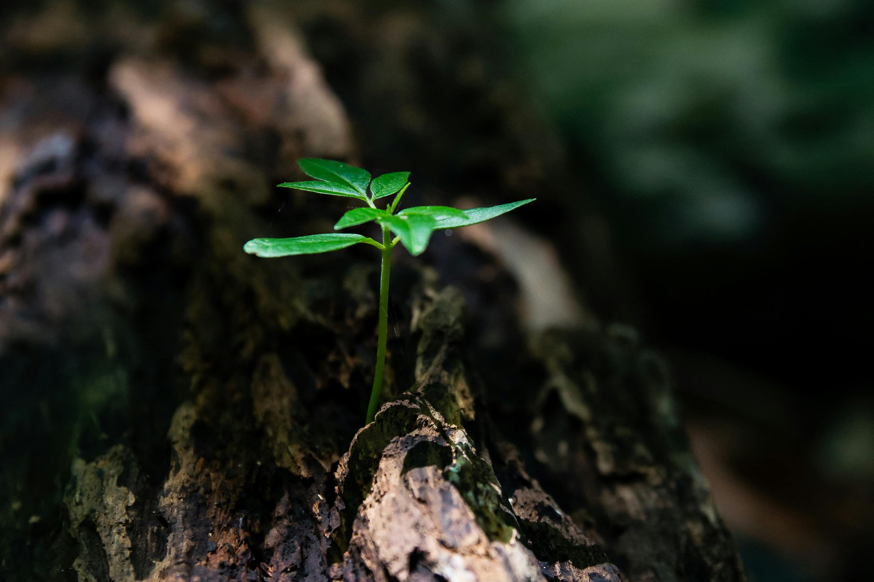 A small plant sprouting from a tree trunk.